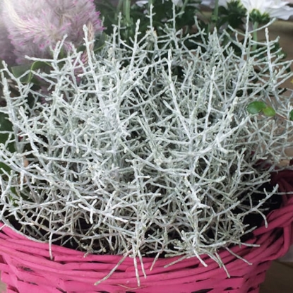 Picture of Calocephalus - Brownii Bed Head